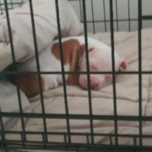 Meet your Posher, Mason